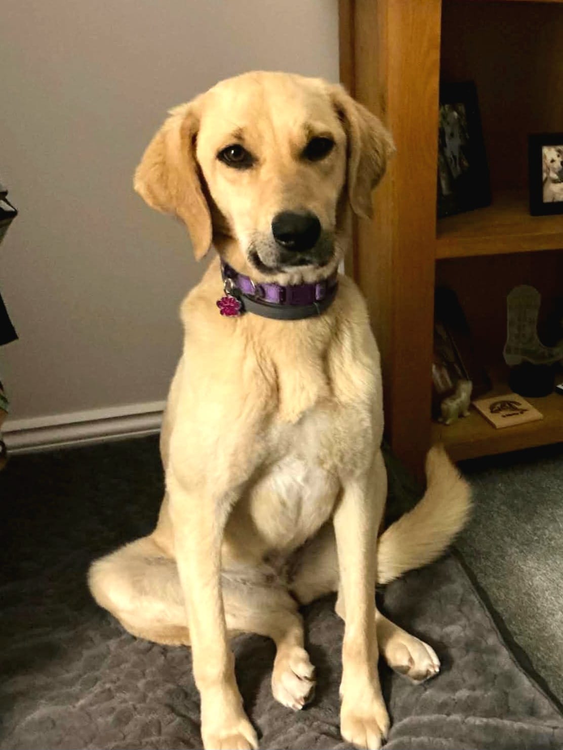 Here's our lovely rescue boy all the way from Turkey