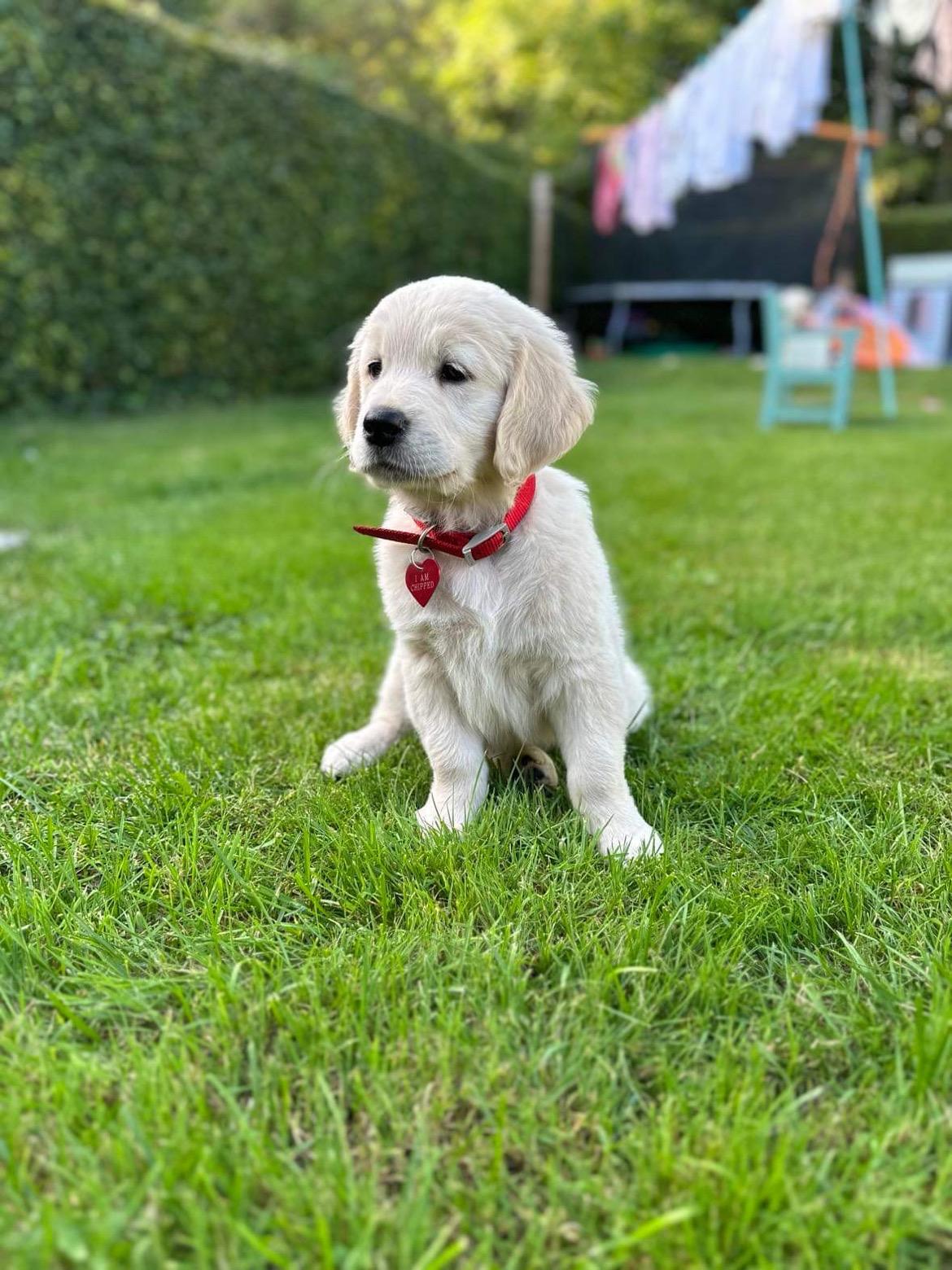 Golden Retriever puppy with tongue out