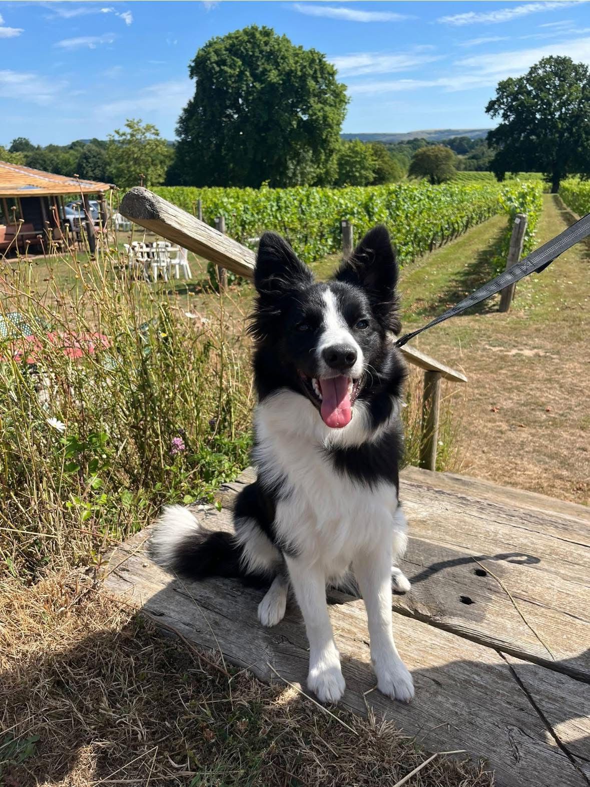 Happy pet traveller with Jae's Pet Transport